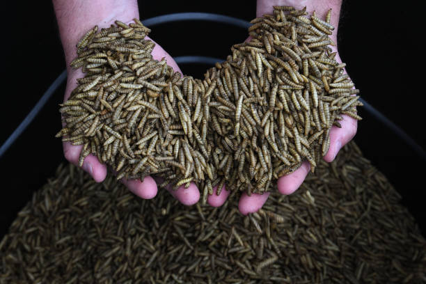 Menghasilkan Pupuk Ramah Lingkungan dengan Larva Black Soldier Fly